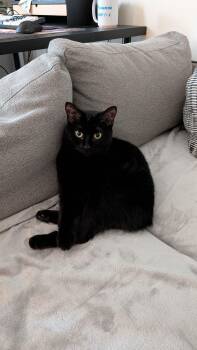 Domestic Short Hair Cats Available for Adoption - Angel | PetCurious