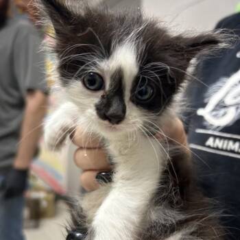 Kindle -  American Shorthair Cat for Adoption in Lufkin, Texas - Kindle | PetCurious
