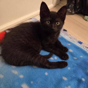 Foil -  Domestic Short Hair Cat for Adoption in Walker, Michigan - Foil | PetCurious