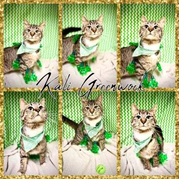 Domestic Short Hair Cats Available for Adoption - Kali Greenwock | PetCurious