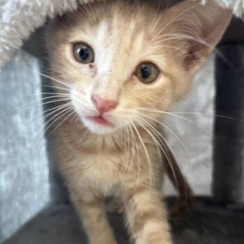 Domestic Short Hair Cats Available for Adoption in Leander, Texas - Rhodes | PetCurious