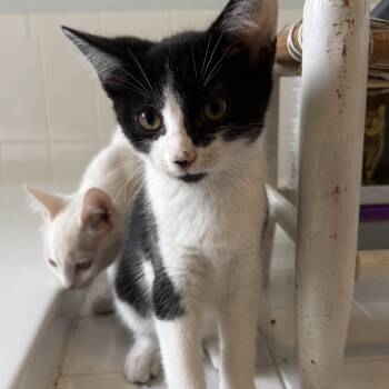 Ramano -  Domestic Short Hair Cat for Adoption in Pittsboro, North Carolina - Ramano | PetCurious