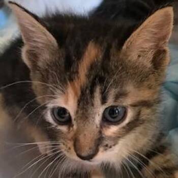 Tamara -  Domestic Short Hair Cat for Adoption in West Palm Beach, Florida - Tamara | PetCurious