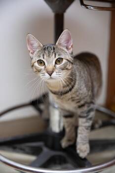 Sophia -  Domestic Short Hair Cat for Adoption in Montclair, New Jersey - Sophia | PetCurious