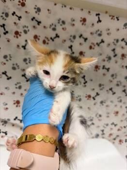 SPECKLES -  Domestic Short Hair Cat for Adoption in Riverside, California - SPECKLES | PetCurious