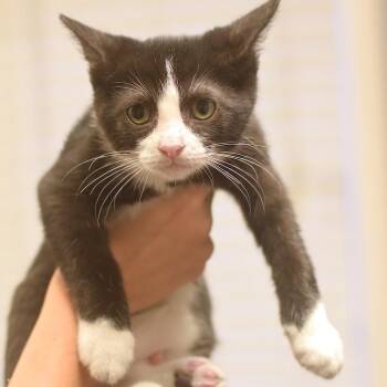 Rocksteady -  Domestic Short Hair Cat for Adoption in Belleville, Illinois - Rocksteady | PetCurious