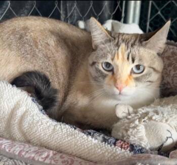 Squanchy -  Domestic Short Hair Cat for Adoption in Cambria, California - Squanchy | PetCurious