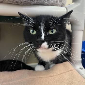 Phantom -  Domestic Short Hair Cat for Adoption in Mankato, Minnesota - Phantom | PetCurious