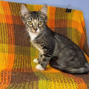 Aspen -  Domestic Long Hair Cat for Adoption in Mount Vernon, Illinois - Aspen | PetCurious