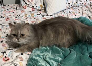 Rescue Domestic Long Hair Cats for Adoption in San Jacinto, California - Bella | PetCurious
