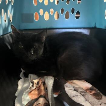 Domestic Short Hair Cats Available for Adoption - Violet | PetCurious