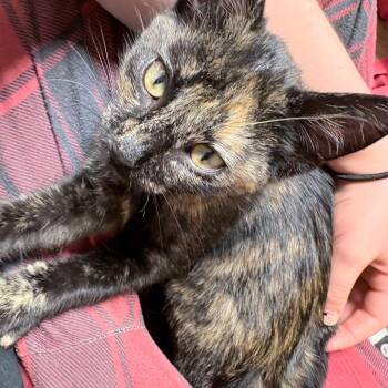 Found 21st NE Rochester MN -  Domestic Short Hair Cat for Adoption in Rochester, Minnesota - Found 21st NE Rochester MN | PetCurious