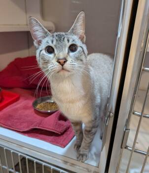 Siamese and Domestic Short Hair Cats Available for Adoption - Yuna | PetCurious
