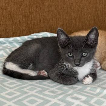 Earl -  Domestic Short Hair Cat for Adoption in Long Beach, California - Earl | PetCurious