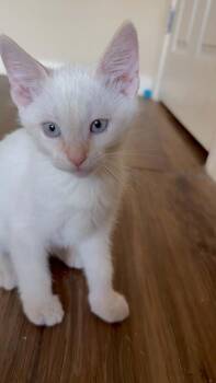 Tajin Spice -  Siamese Cat for Adoption in Austin, Texas - Tajin Spice | PetCurious