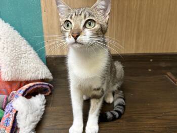 Bambi -  American Shorthair Cat for Adoption in Perry, Georgia - Bambi | PetCurious