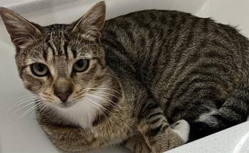 Domestic Short Hair Cats Available for Adoption in Doral, Florida - KENT | PetCurious