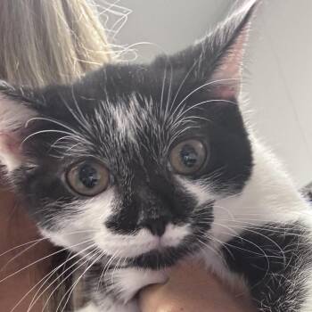 Ginny -  Domestic Short Hair Cat for Adoption in Greenville, South Carolina - Ginny | PetCurious