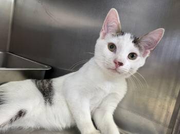 Ralph -  Domestic Short Hair Cat for Adoption in Wantagh, New York - Ralph | PetCurious