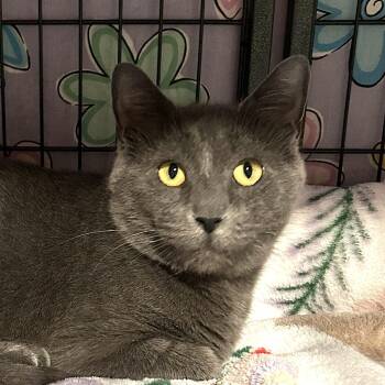 Rescue Domestic Short Hair Cats for Adoption in North Huntingdon, Pennsylvania - Sasha | PetCurious