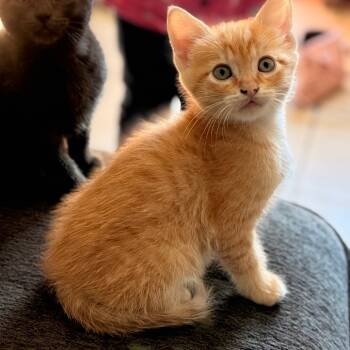 Rescue Domestic Short Hair Cats for Adoption in League City, Texas - Casper | PetCurious