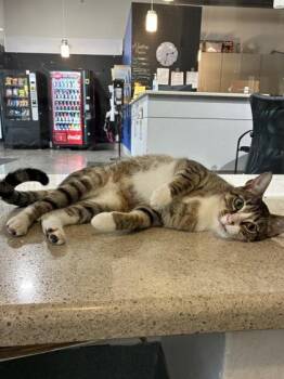 Freya -  Domestic Short Hair Cat for Adoption in New Orleans, Louisiana - Freya | PetCurious