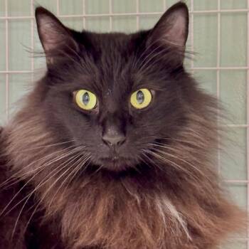 Shaddie -  Domestic Long Hair Cat for Adoption in Redwood Valley, California - Shaddie | PetCurious