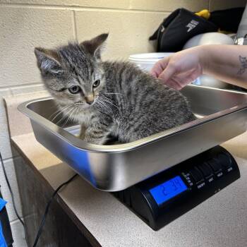 American Shorthair Cats Available for Adoption - Roast Beef | PetCurious