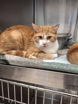 Mumford -  Domestic Short Hair Cat for Adoption in Bowling Green, Ohio - Mumford | PetCurious
