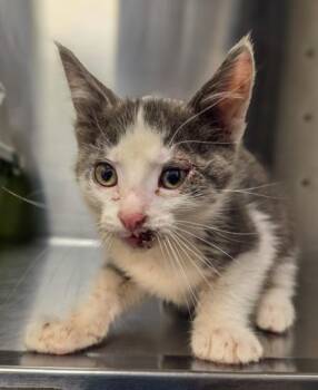 Hipp-hop-opotamus -  Domestic Short Hair Cat for Adoption in Fresno, California - Hipp-hop-opotamus | PetCurious