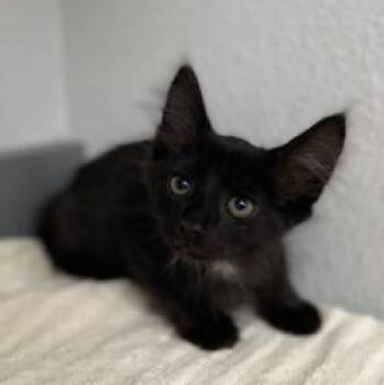-Alfred -  Domestic Medium Hair Cat for Adoption in Red Bluff, California - -Alfred | PetCurious