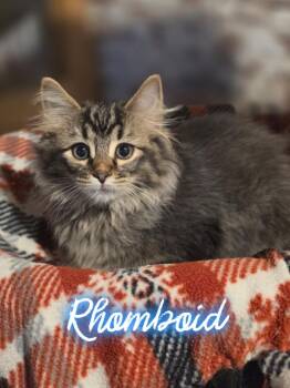 Rhomboid -  Domestic Long Hair Cat for Adoption in Metamora, Illinois - Rhomboid | PetCurious