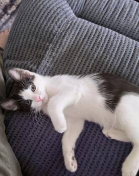Domestic Short Hair Cats Available for Adoption in Las Vegas, Nevada - Poppy | PetCurious