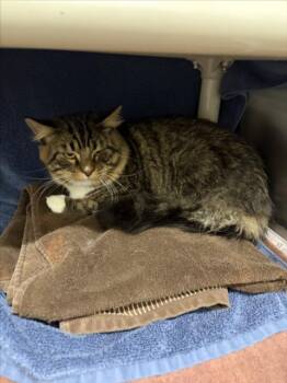 SCRATCHY -  Domestic Medium Hair Cat for Adoption in Derwood, Maryland - SCRATCHY | PetCurious