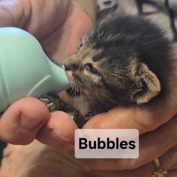 B-Bubbles -  Domestic Short Hair Cat for Adoption in Arizona City, Arizona - B-Bubbles | PetCurious