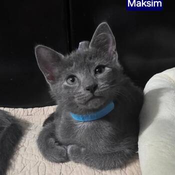 Maksim -  Domestic Short Hair Cat for Adoption in Fort Lauderdale, Florida - Maksim | PetCurious