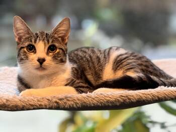 Rescue Domestic Short Hair and Tabby Cats for Adoption in Rochester Hills, Michigan - Dan Campbell | PetCurious