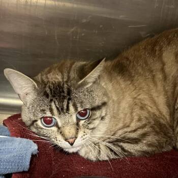 Domestic Short Hair Cats Available for Adoption in Bedford, New Hampshire - Barnaby | PetCurious