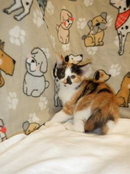 SATURN -  Domestic Short Hair Cat for Adoption in San Jose, California - SATURN | PetCurious