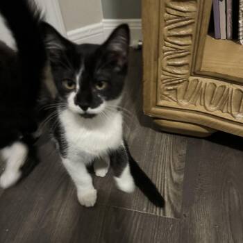 Moomoo -  Domestic Short Hair Cat for Adoption in Rochester, Minnesota - Moomoo | PetCurious
