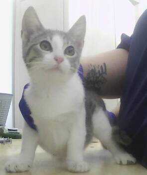 Dillie -  Domestic Short Hair Cat for Adoption in Dayton, Minnesota - Dillie | PetCurious
