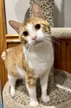 Domestic Short Hair Cats Available for Adoption in Emerald Isle, North Carolina - Chase | PetCurious
