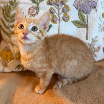 Katniss -  Domestic Short Hair Cat for Adoption in Lewisville, Texas - Katniss | PetCurious
