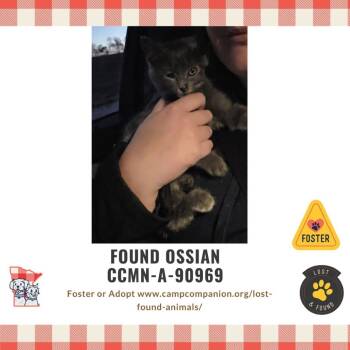 Rescue Domestic Short Hair Cats for Adoption in Rochester, Minnesota - Found Ossian | PetCurious