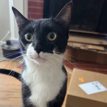 Rescue Domestic Short Hair Cats for Adoption in Hemet, California - Saffron | PetCurious