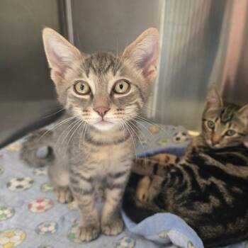 Noodle -  Domestic Short Hair Cat for Adoption in Spokane, Washington - Noodle | PetCurious