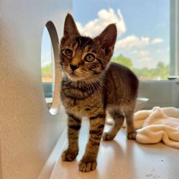 GINGER -  Domestic Short Hair Cat for Adoption in Leesburg, Virginia - GINGER | PetCurious