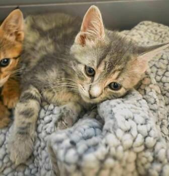 Elena -  Domestic Short Hair Cat for Adoption in Fresno, California - Elena | PetCurious