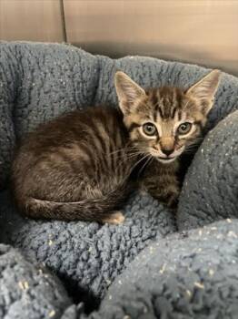 A047802 -  Domestic Short Hair Cat for Adoption in Tracy, California - A047802 | PetCurious