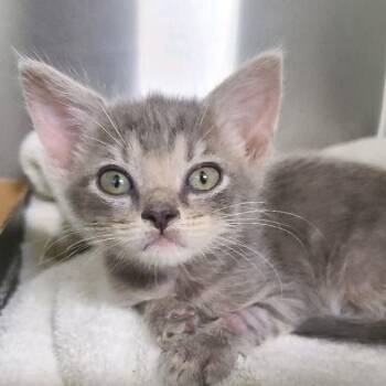 Vivian -  Domestic Short Hair Cat for Adoption in North Canton, Ohio - Vivian | PetCurious